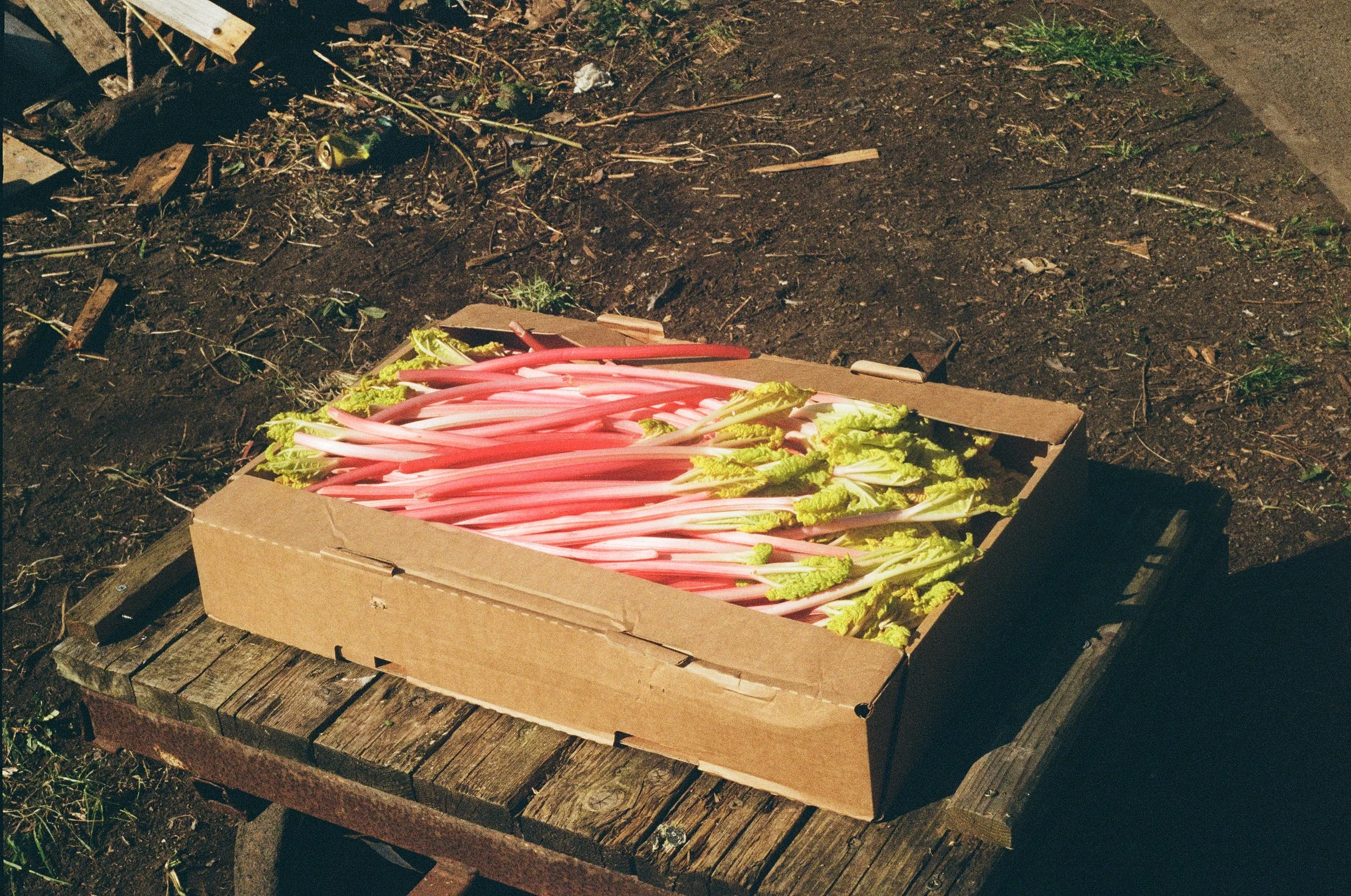 Yorkshire Forced Rhubarb