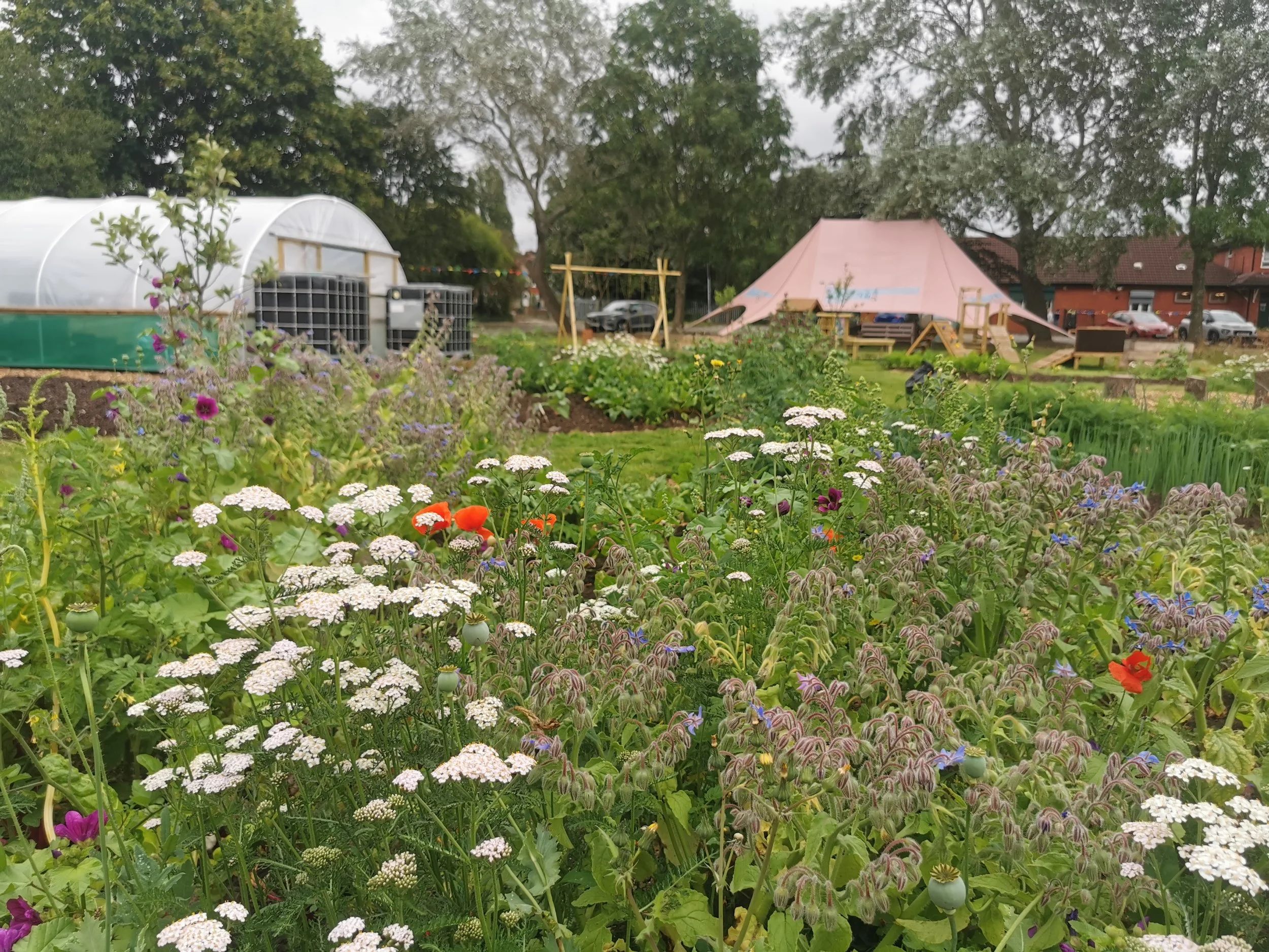 People gardening outside in the sun next to flowers in a community market garden