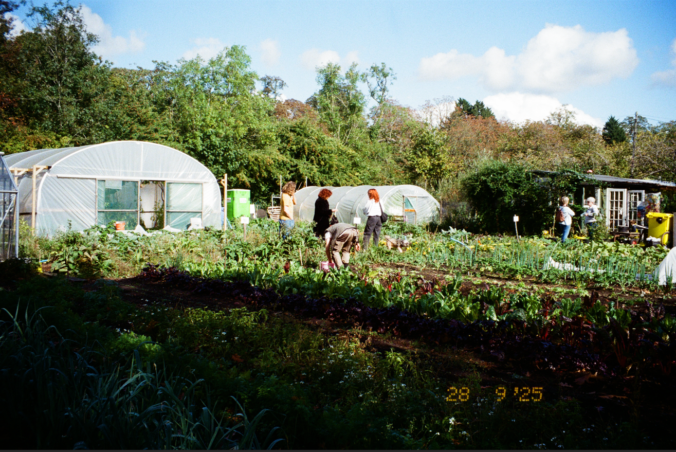 Photo of polytunnels on a sunny day with volunteers gardening next to them on an open field with vegetable beds