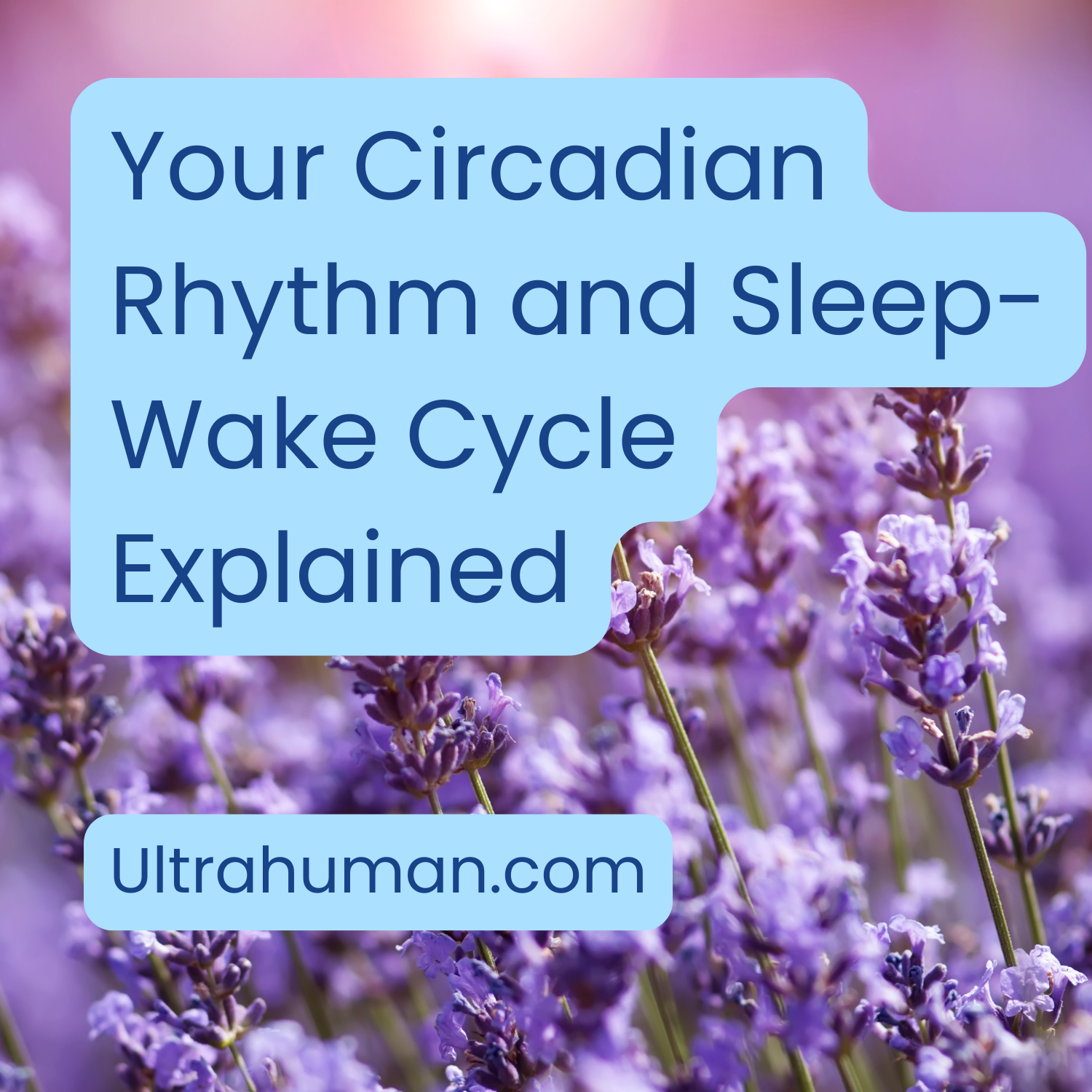 An image of a field of lavender behind the words Your circadian rhythm and sleep-wake cycle explained Ultrahuman.com