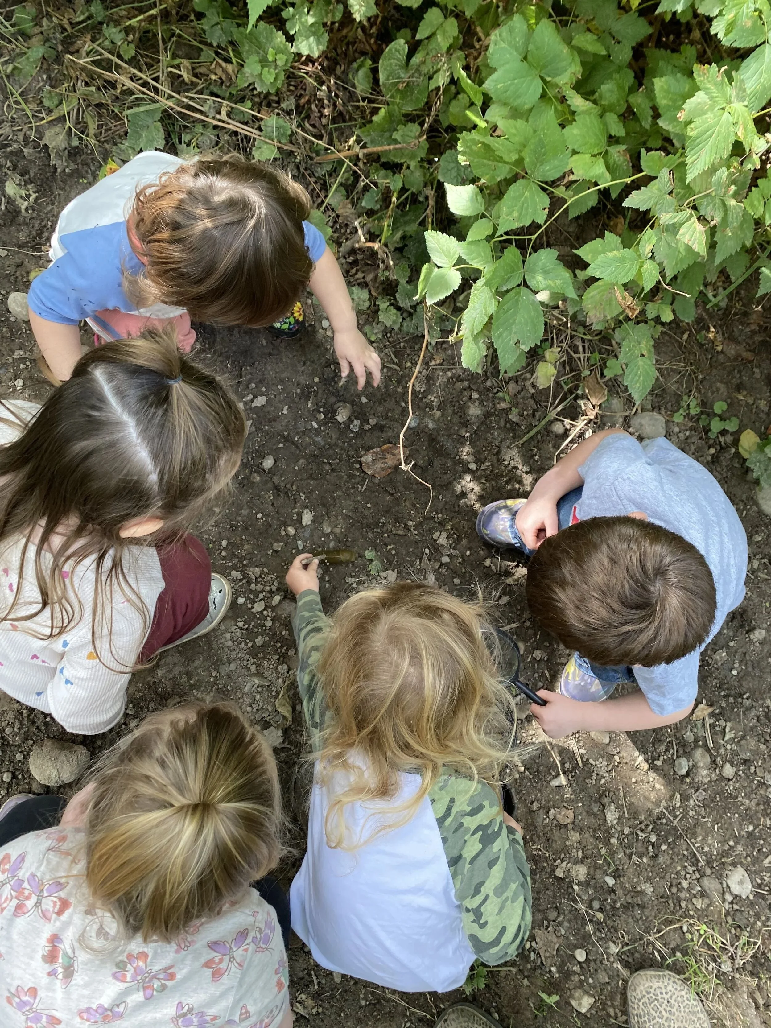 A group of Hidden Trails Enumclaw students crouching and examining the soil near some green plants in a garden or outdoor area.