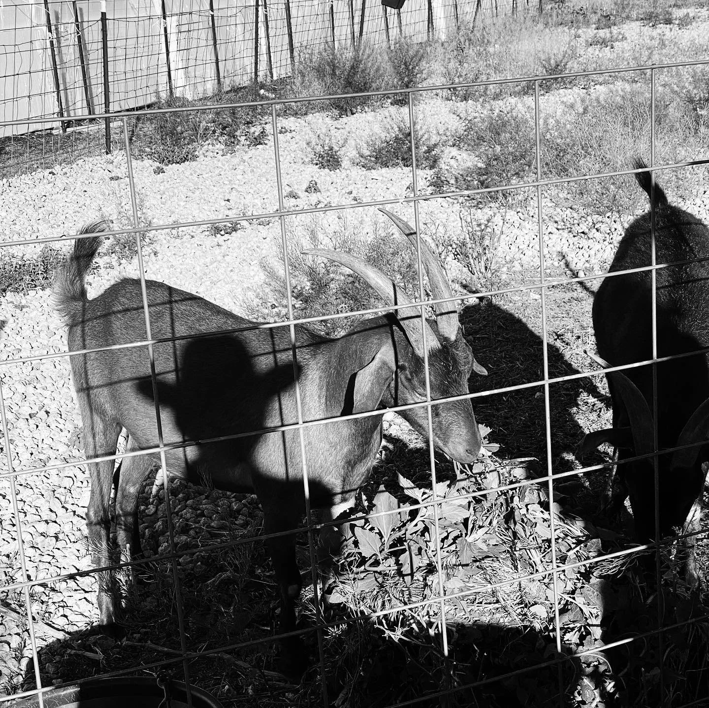 Goats.jpeg