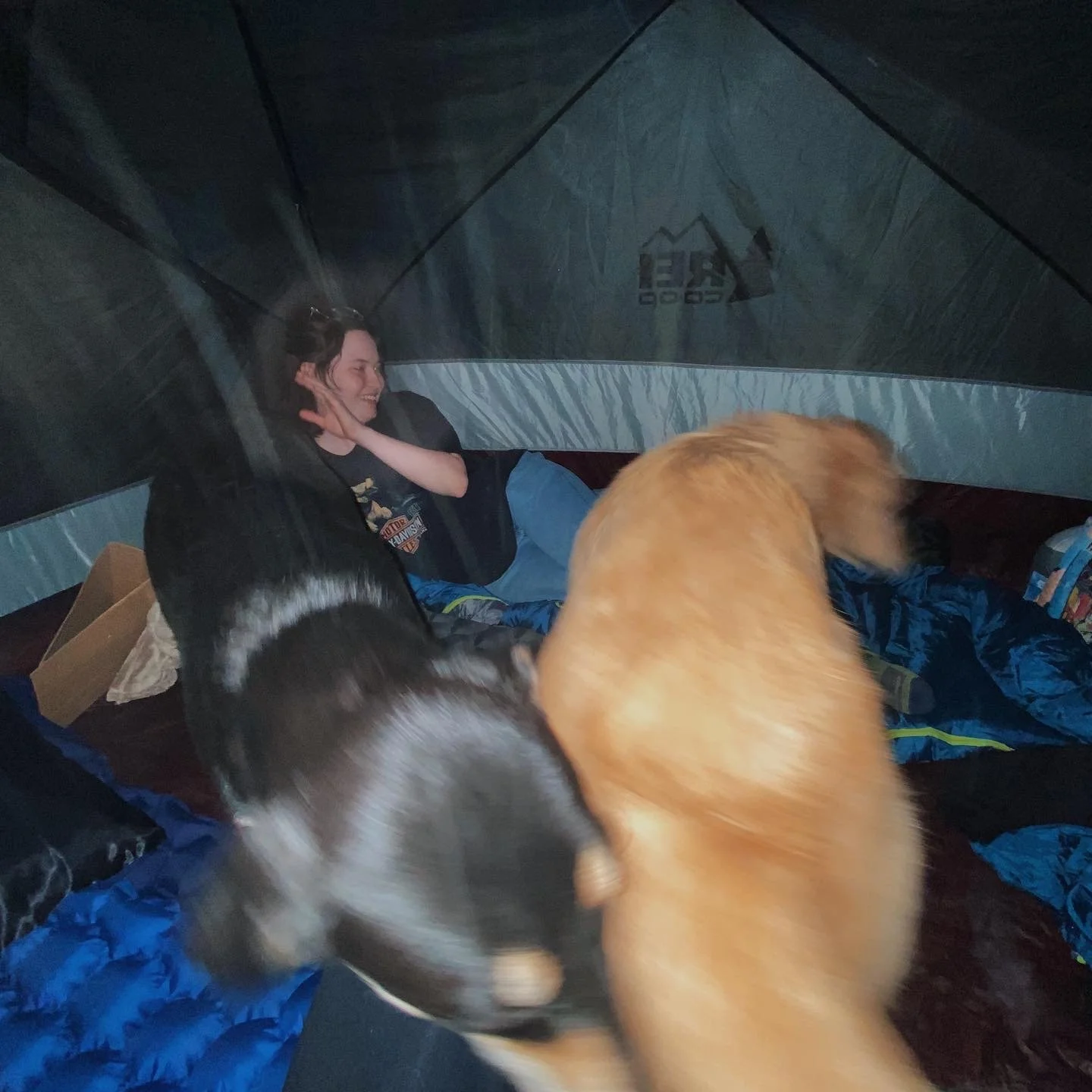 Pupp party.jpeg