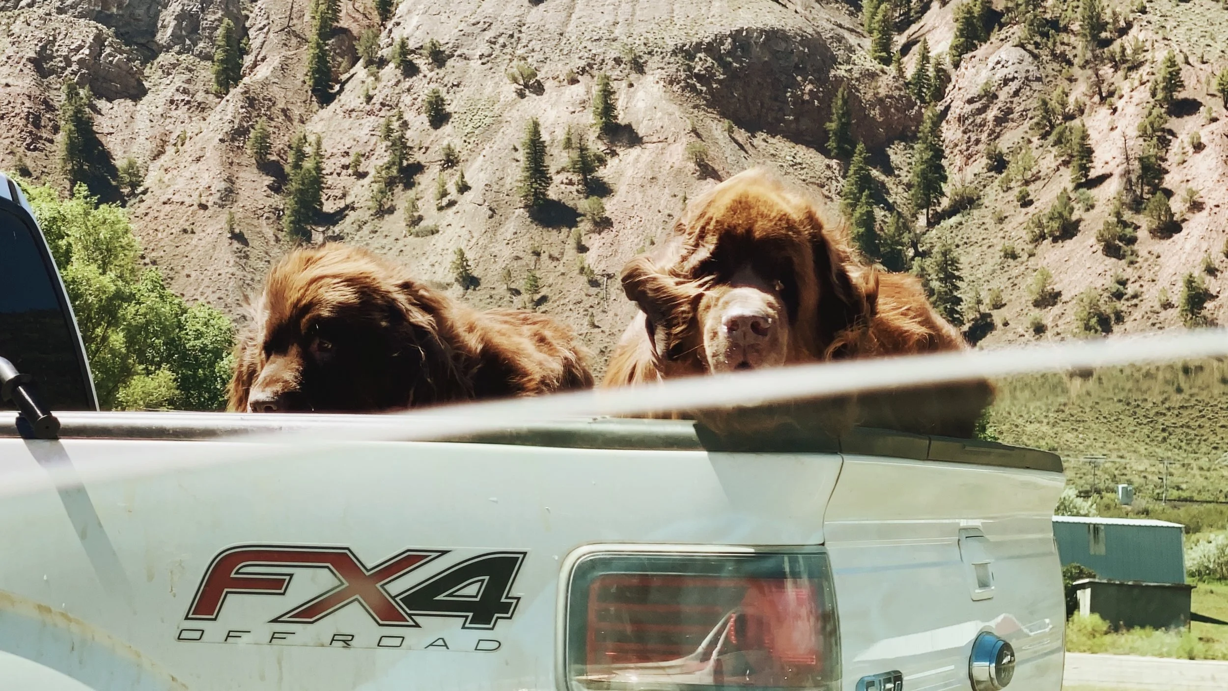 Truck dogs.jpeg