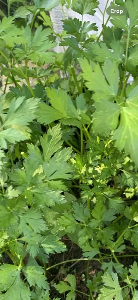 e3292df8-c209-4de1-a898-853fab4485ba.jfif