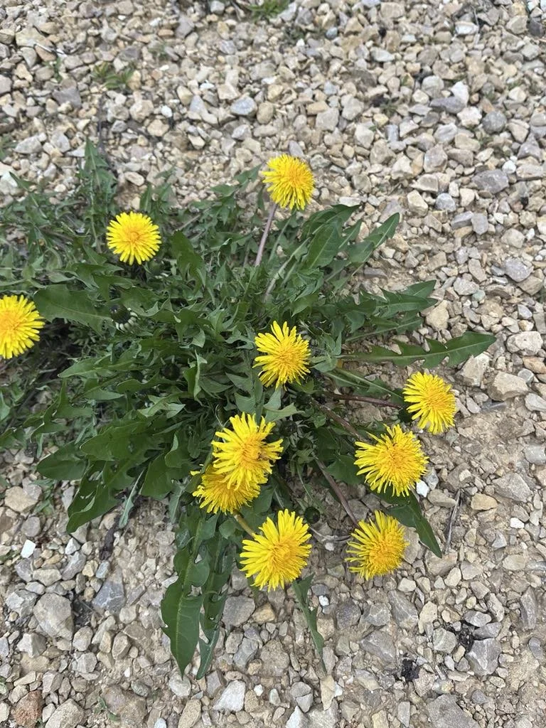 e88b542d-b118-4aba-8e0a-13f78728f004.jfif