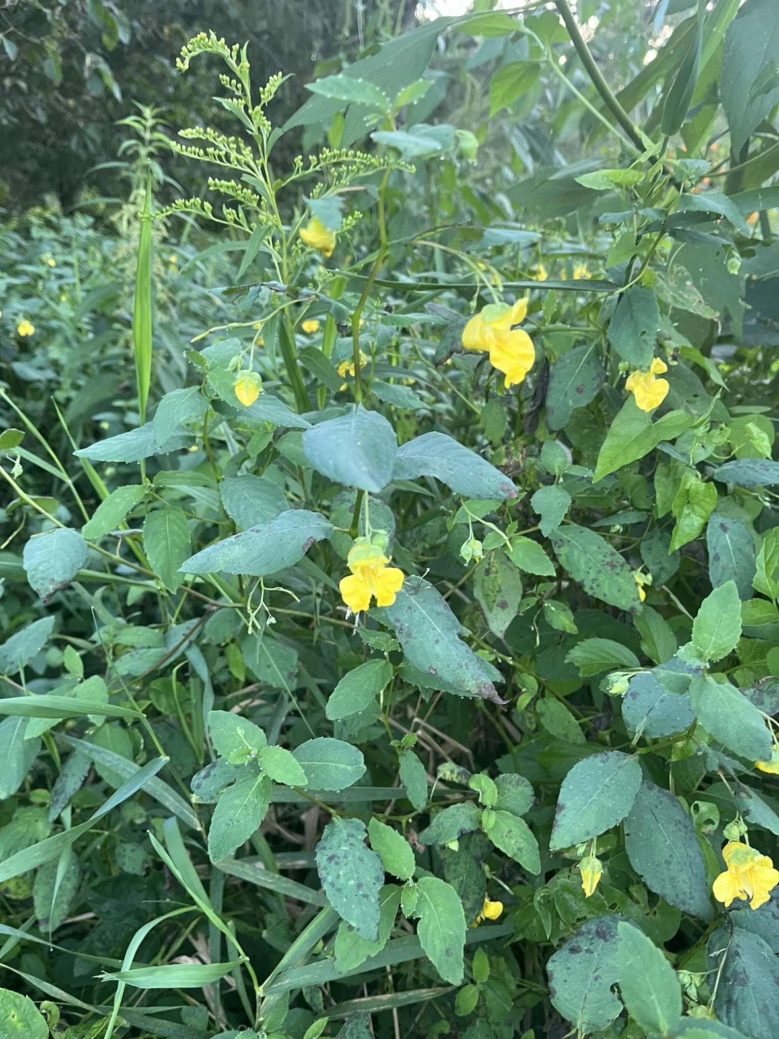 JEWEL WEED