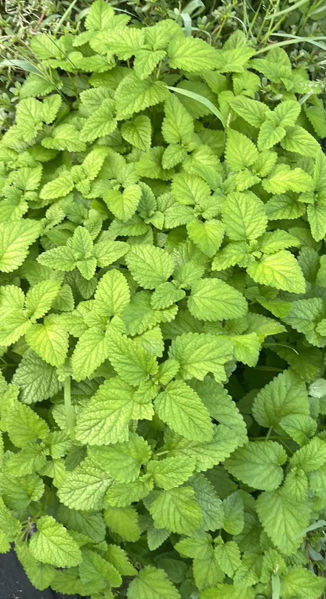LEMON BALM