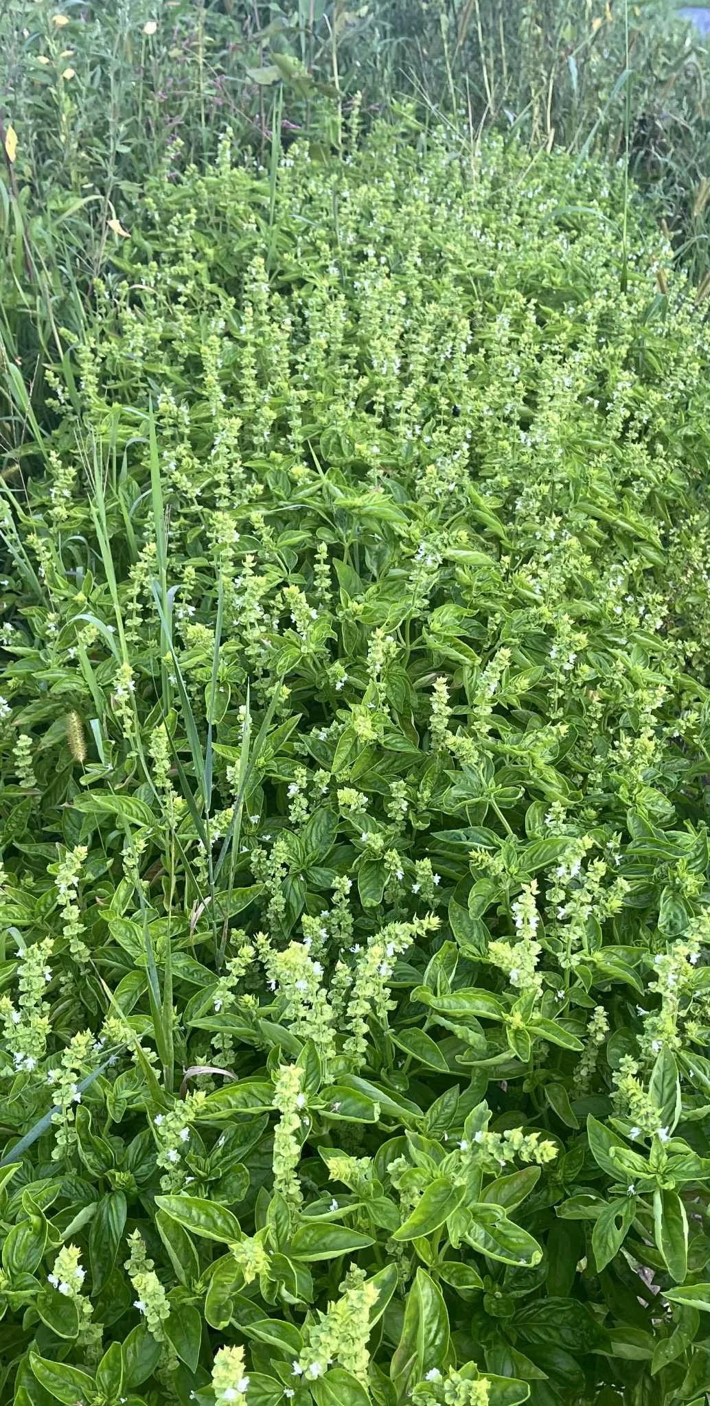 BASIL