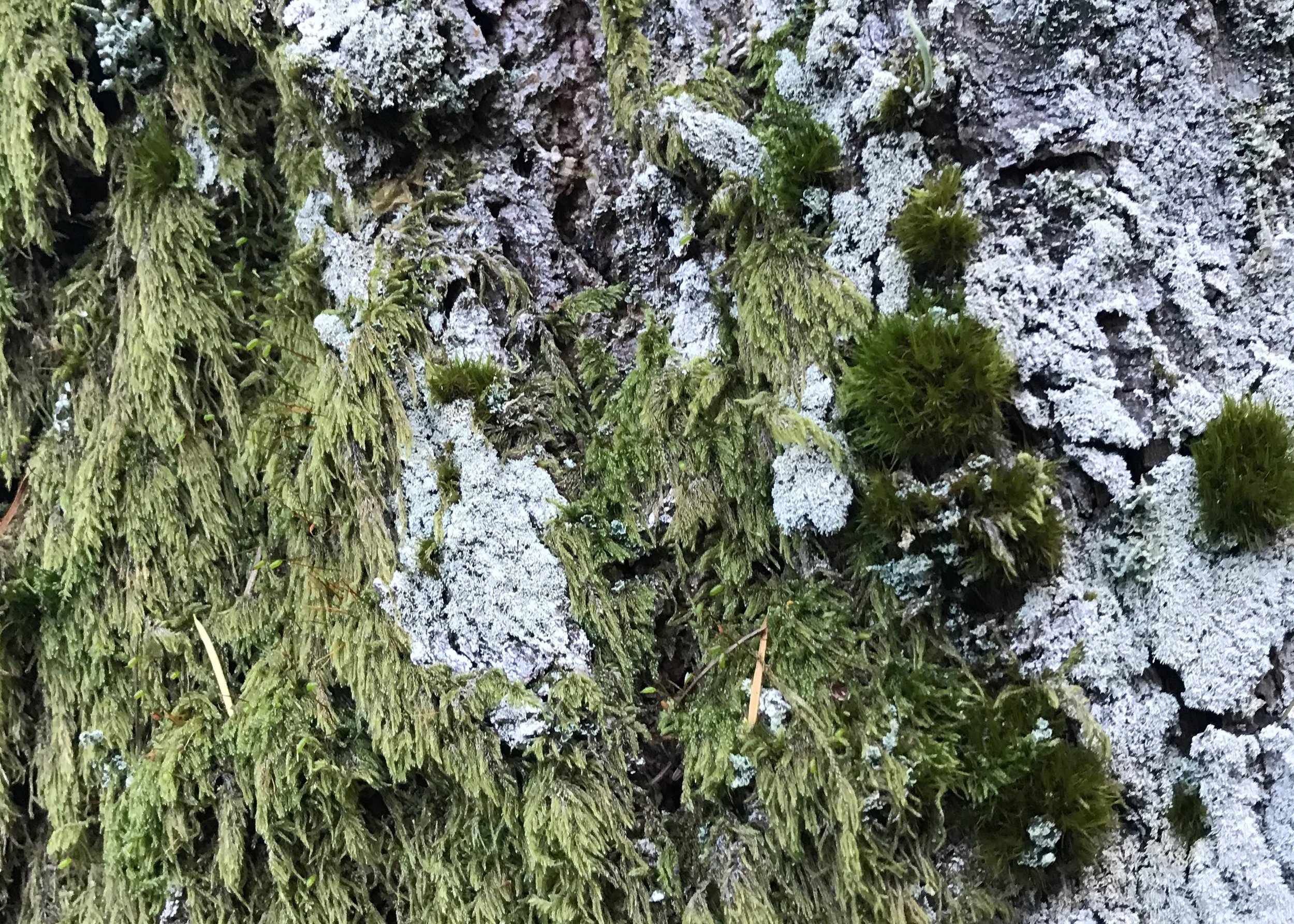 moss 2b.jpeg