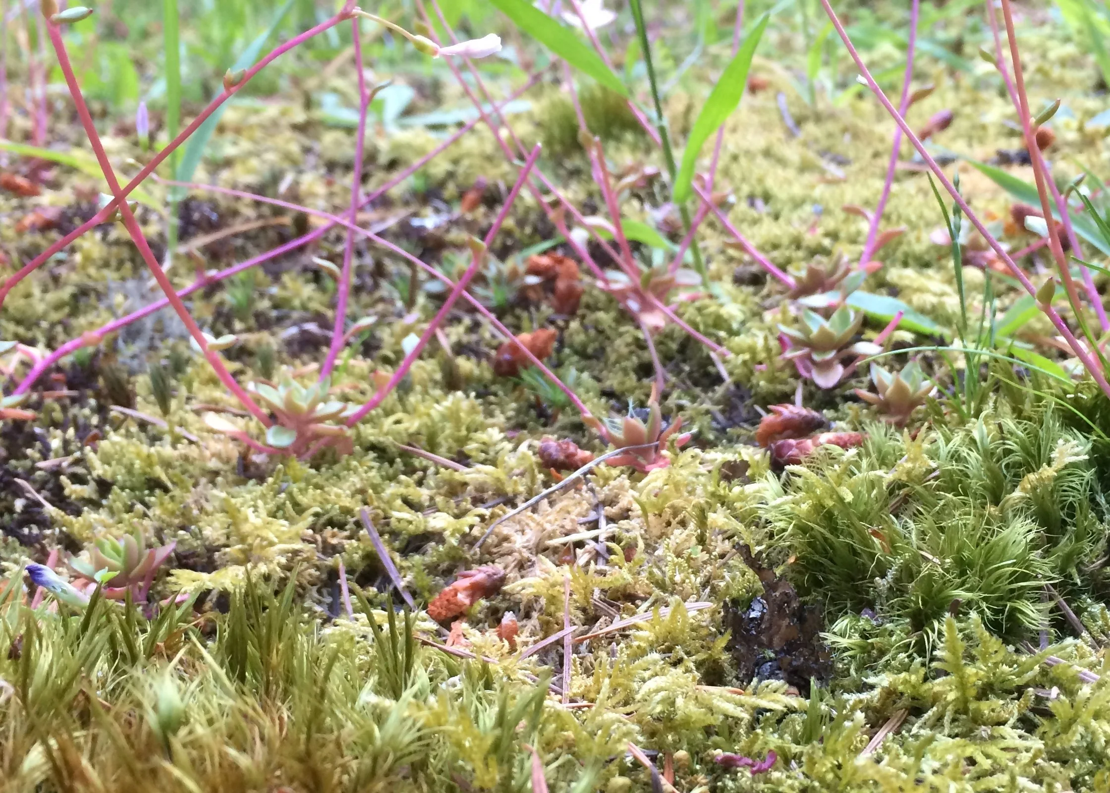 moss 3.jpeg
