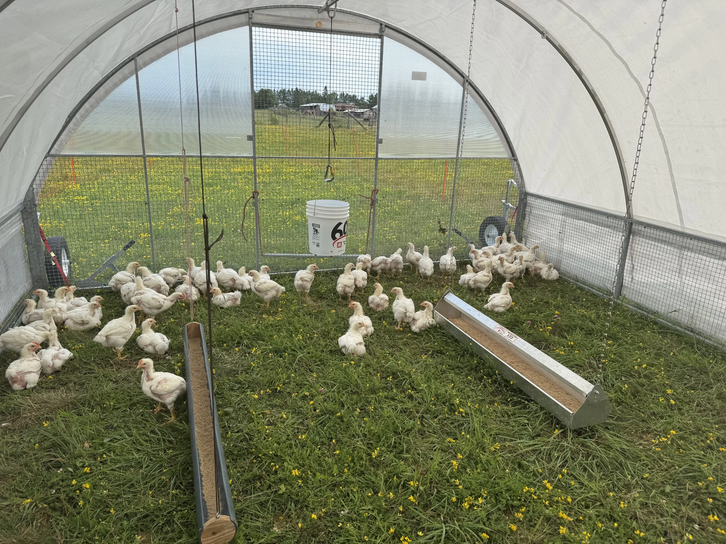 chicken sun run 2026 4.JPG