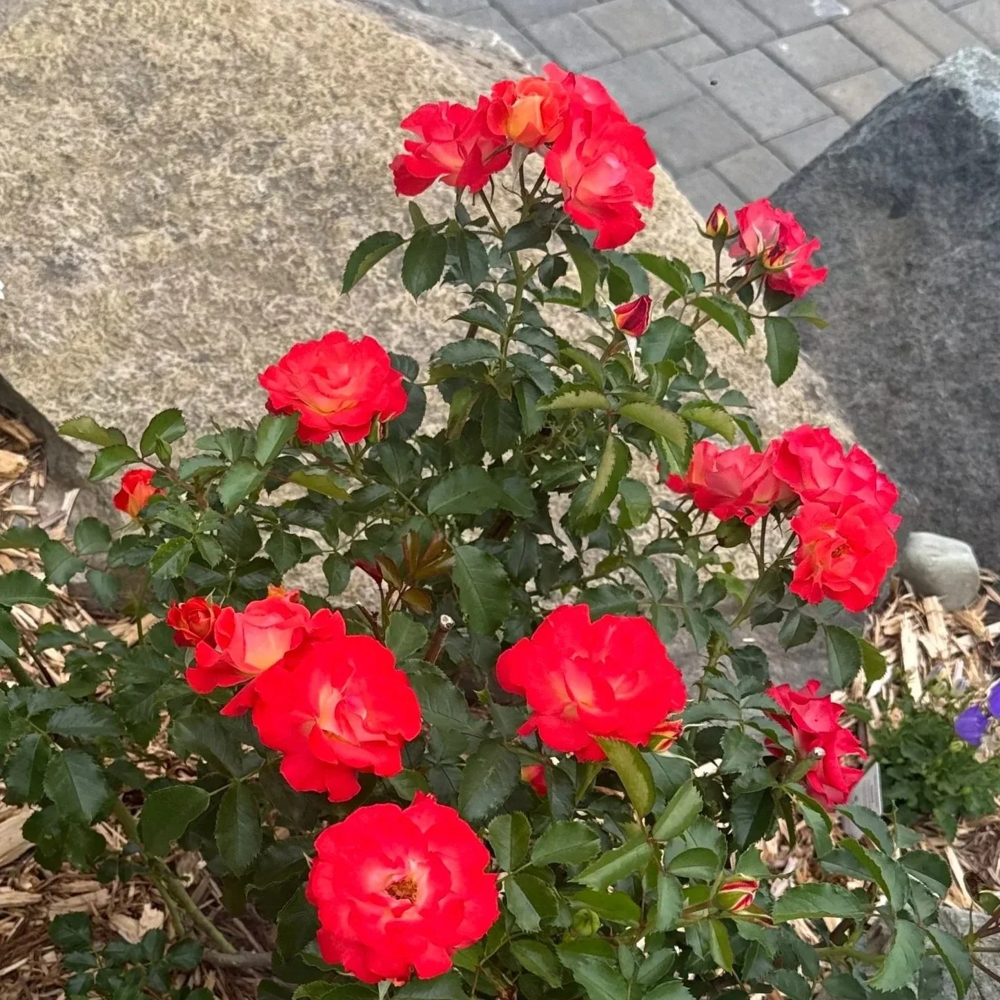 Rose Oil, the Fragrance of Love - Kim Boyuk, Aromatherapist, February 7, 2026 1:00-3:00pm