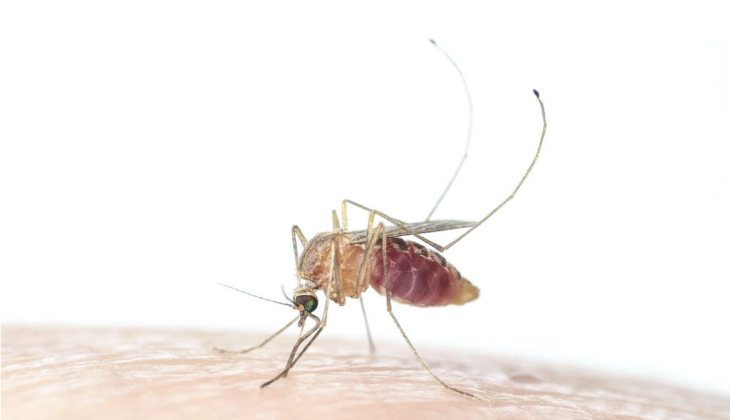 Close-up of a mosquito