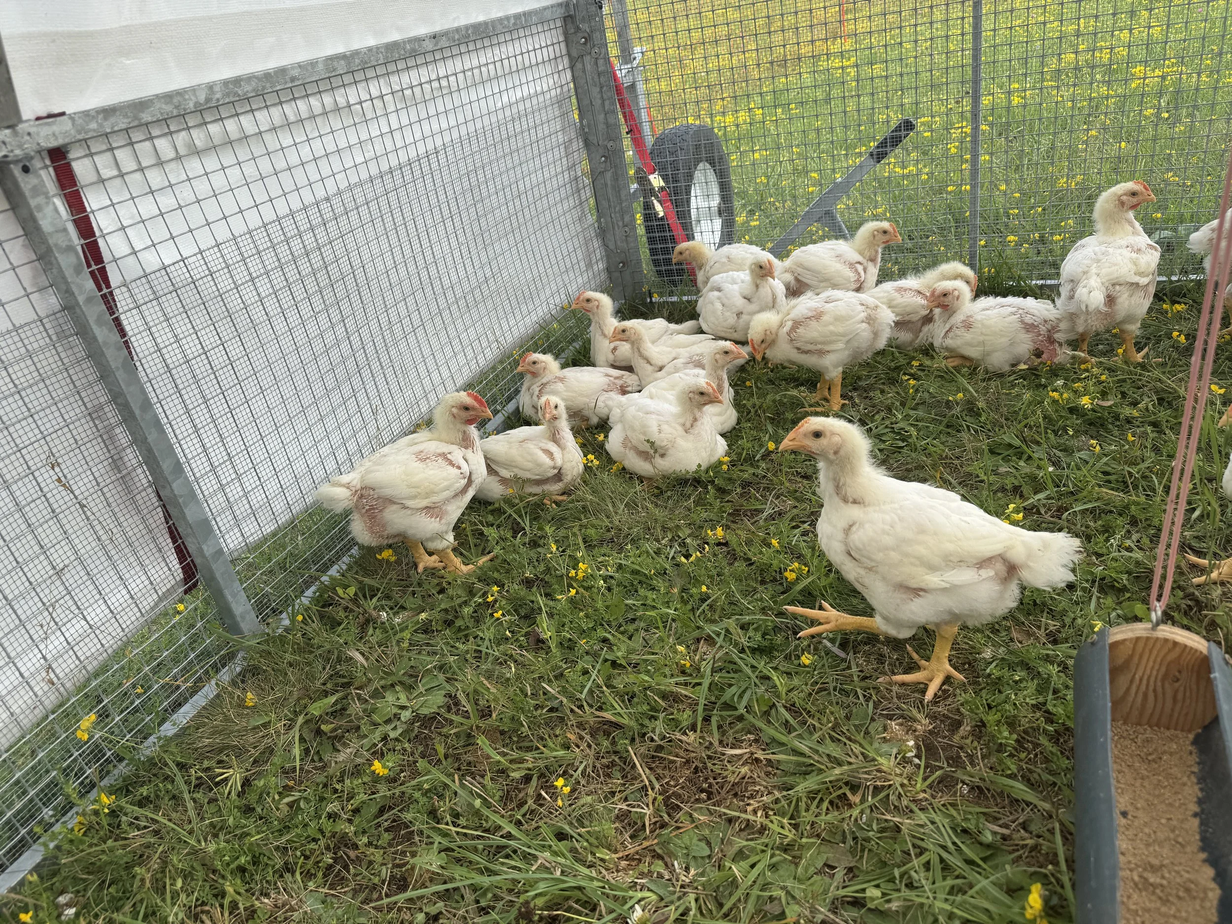 DEPOSIT ONLY Pasture Raised Chicken - Sun Run Acres