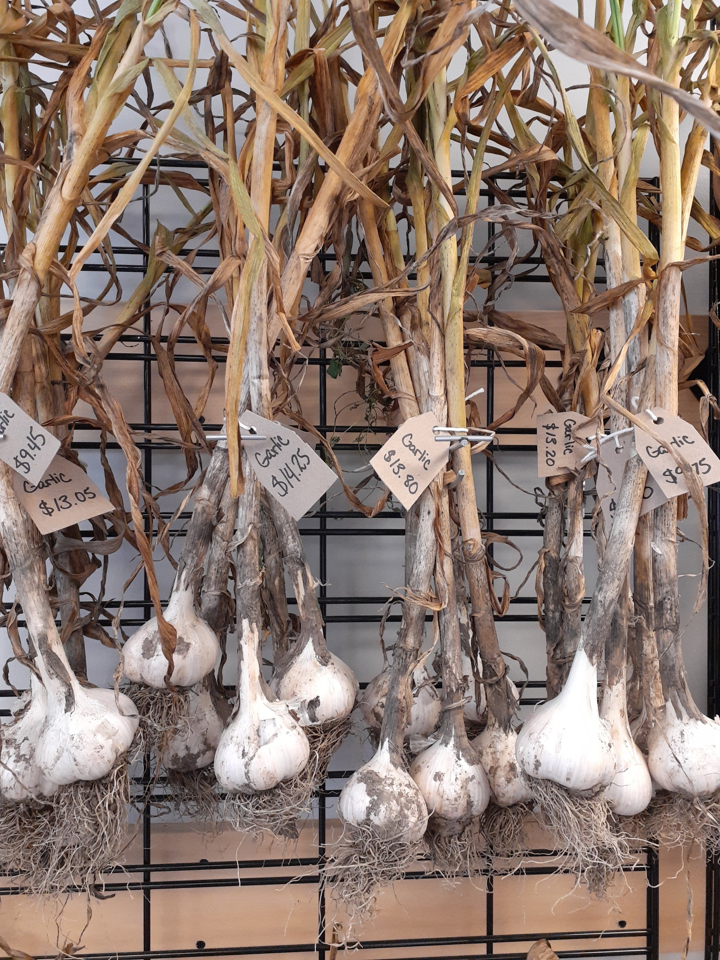 garlic.jpg