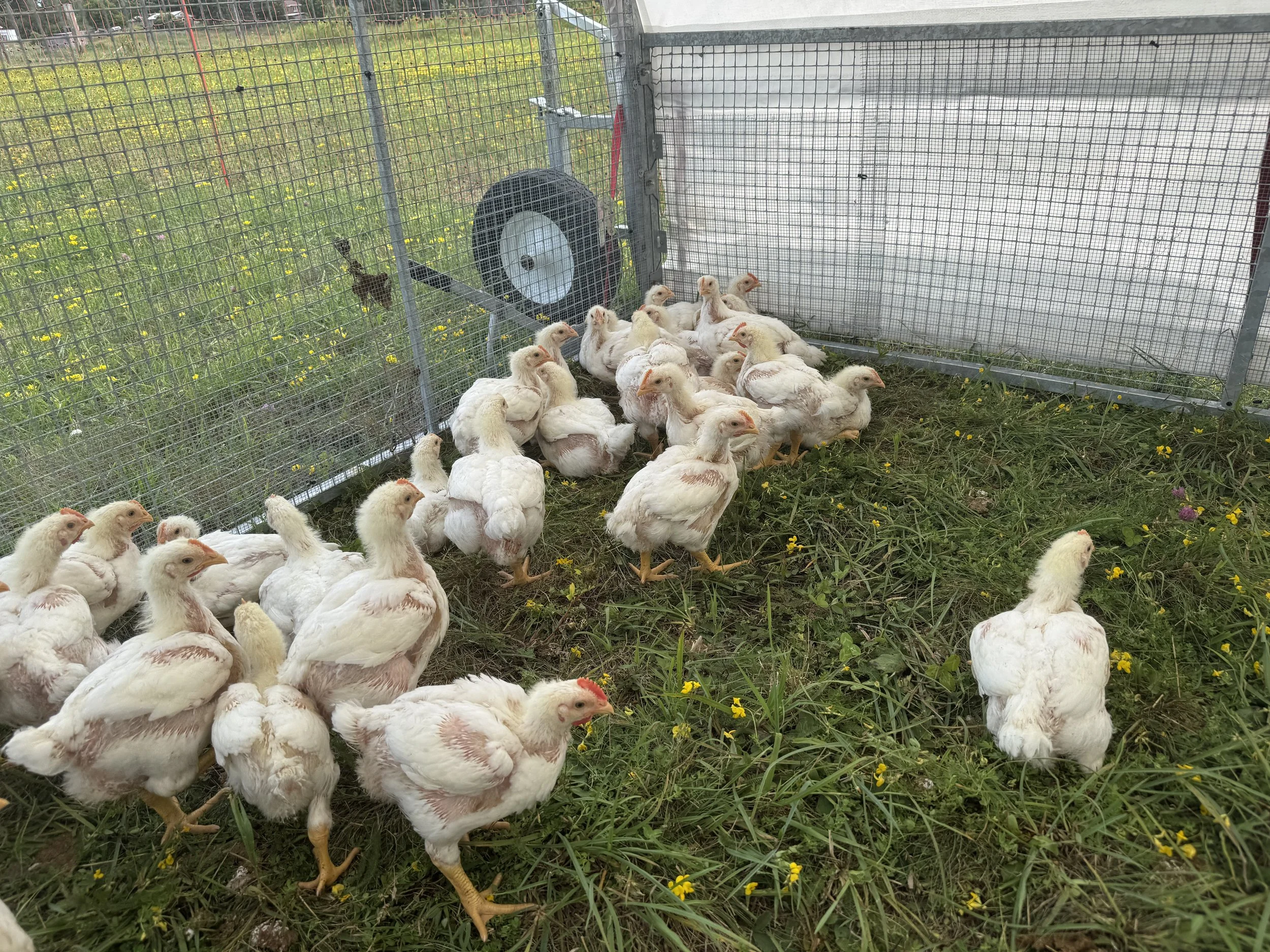 chicken sun run 2026 2.JPG
