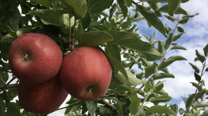 New Festival Hopes To Become The Apple Of Sudbury's Eye This Weekend