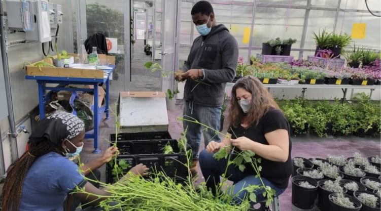 Growing Hibiscus In Northern Ontario: How A Sudbury Researcher Is Looking To Diversify Local Food