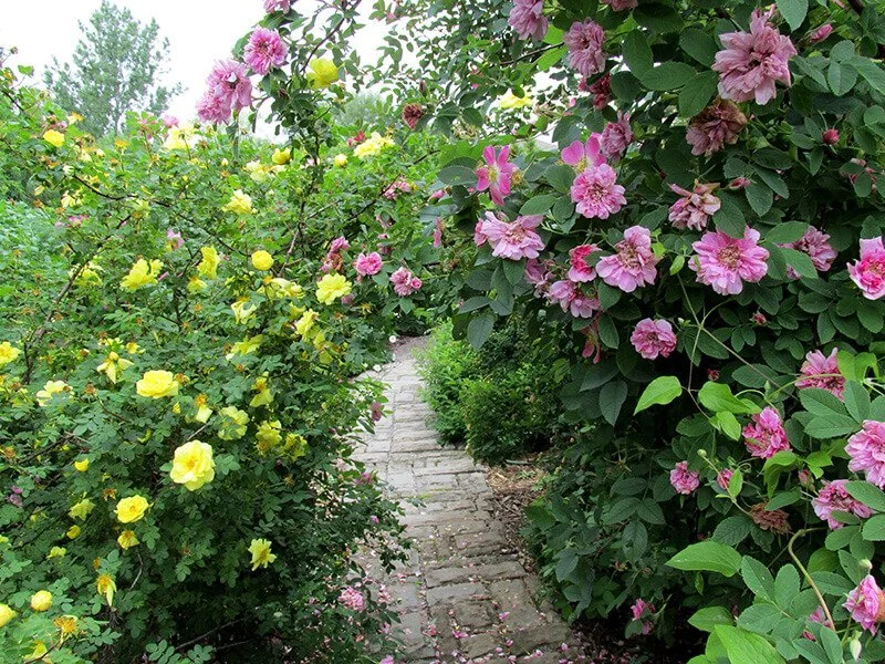Visit a Private Rose Garden in Downtown Sudbury Saturday June 27, 2026 9:00 am - 11:00 am $15 + hst