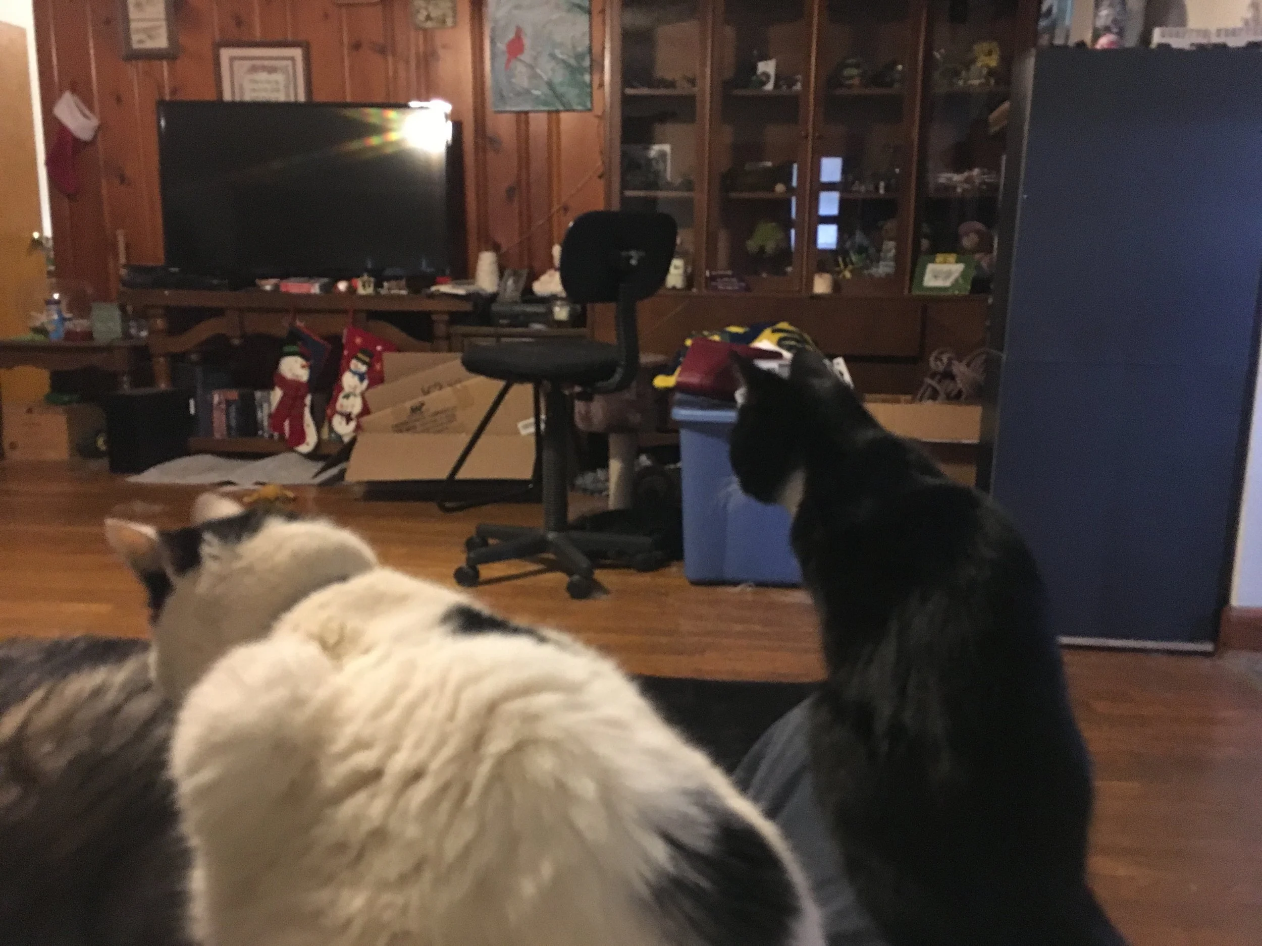 MacKitty and Mittens