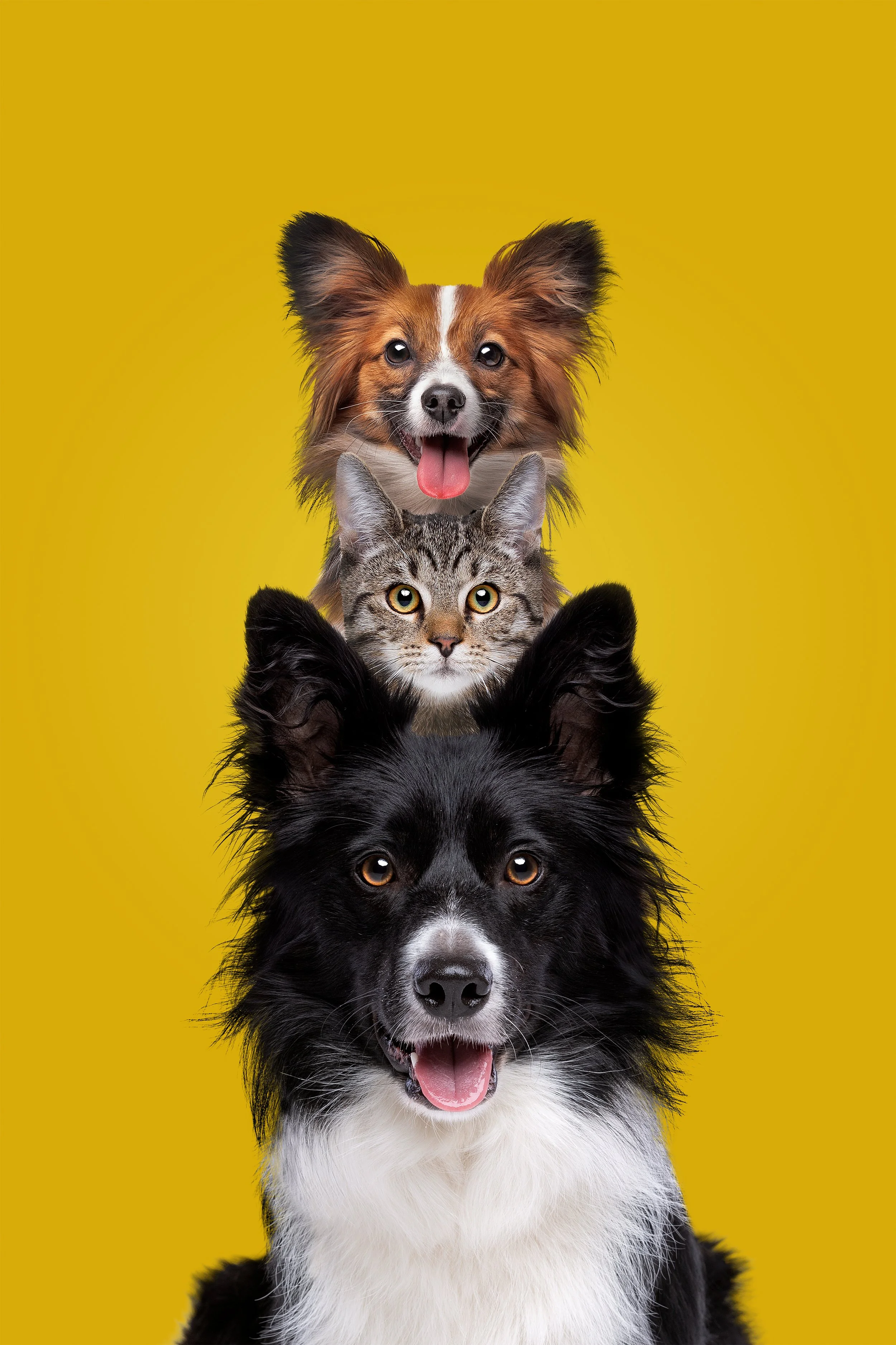 Stacked photo of a black and white dog, a gray tabby cat, a brown and white dog, and a black and white dog, all facing forward against a yellow background.