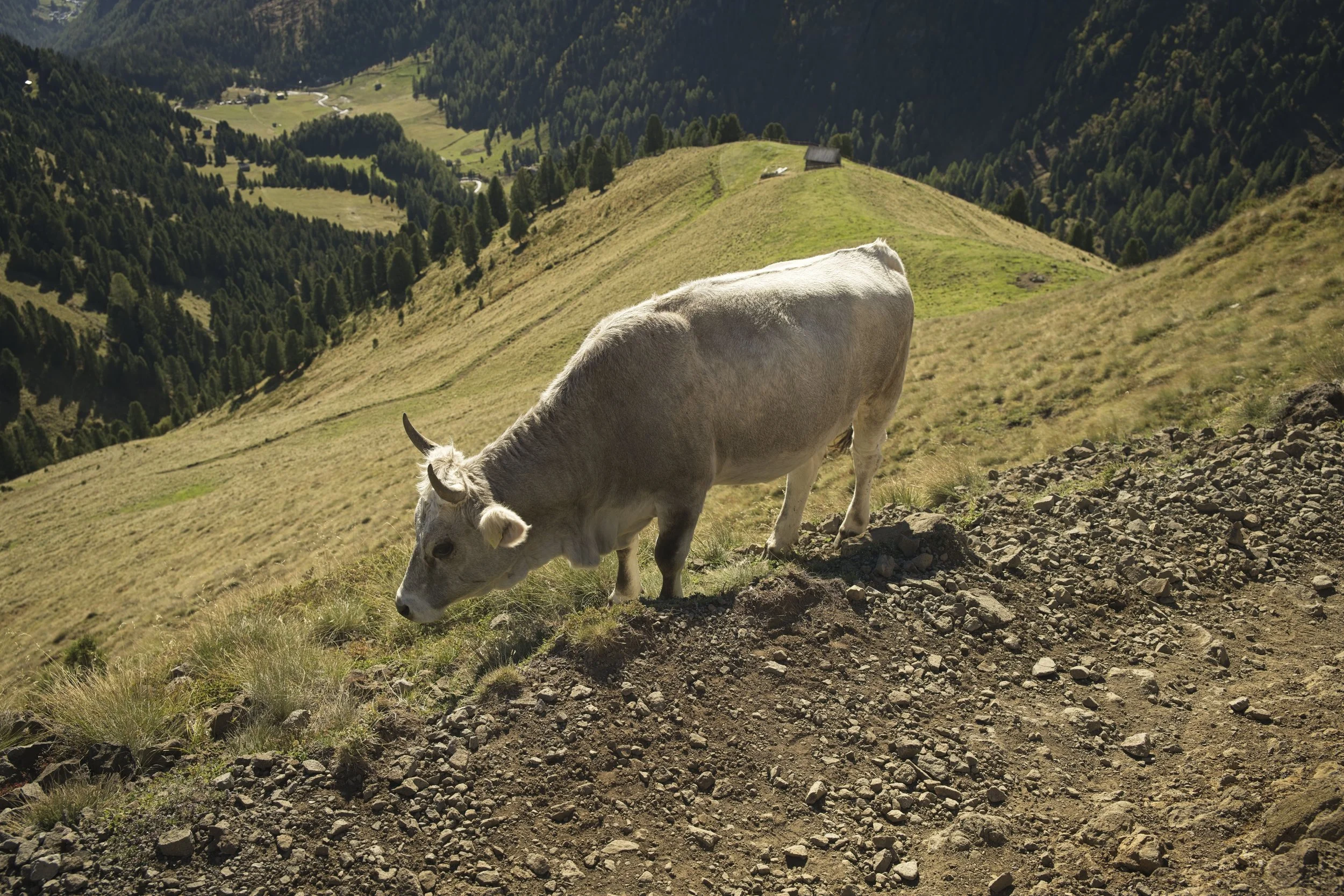 Dolomites 2026