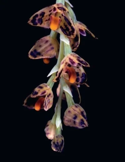 Thomas Bajza  - In Person                                                                     