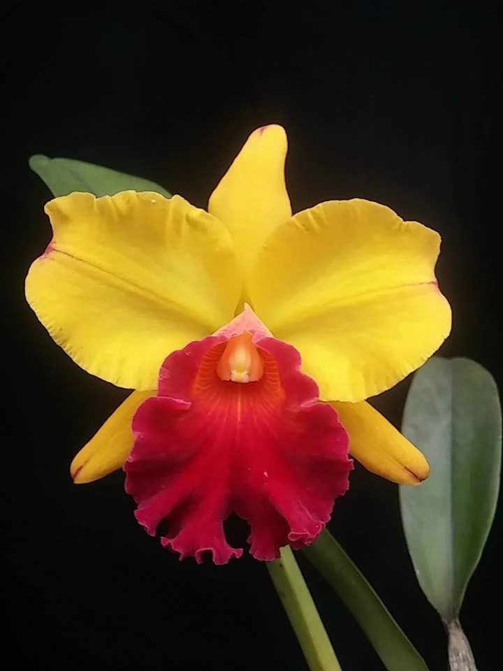 Denver Orchid Society  Spring Show and Sale