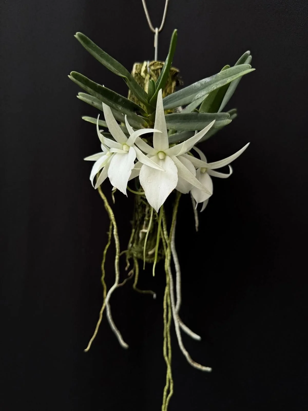 Denver Orchid Society  Spring Show and Sale