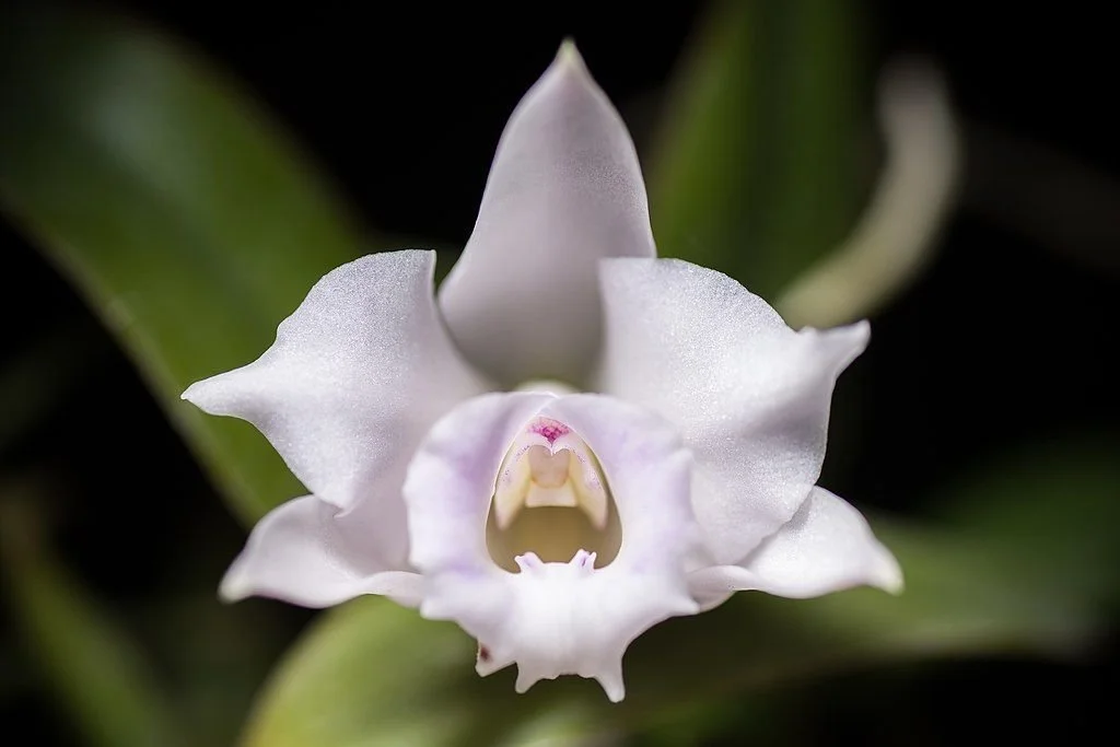 Denver Orchid Society Meeting