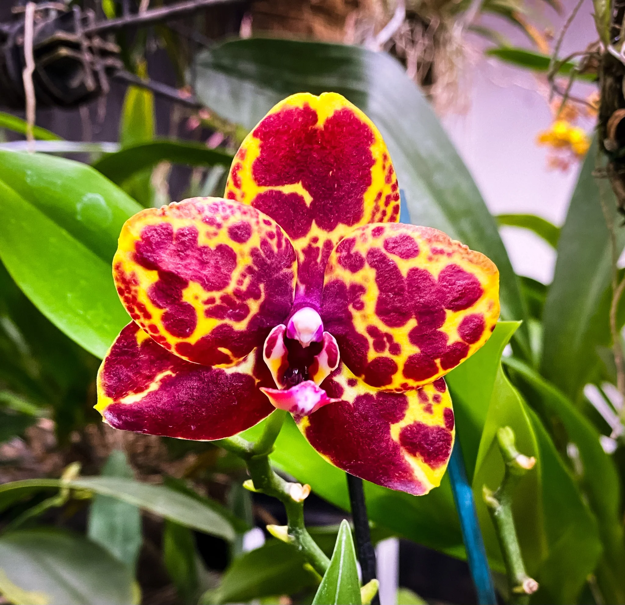 Denver Orchid Society Fall Show and Sale