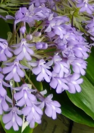 Denver Orchid Society Monthly Meeting           Speaker Nicholas Rust
