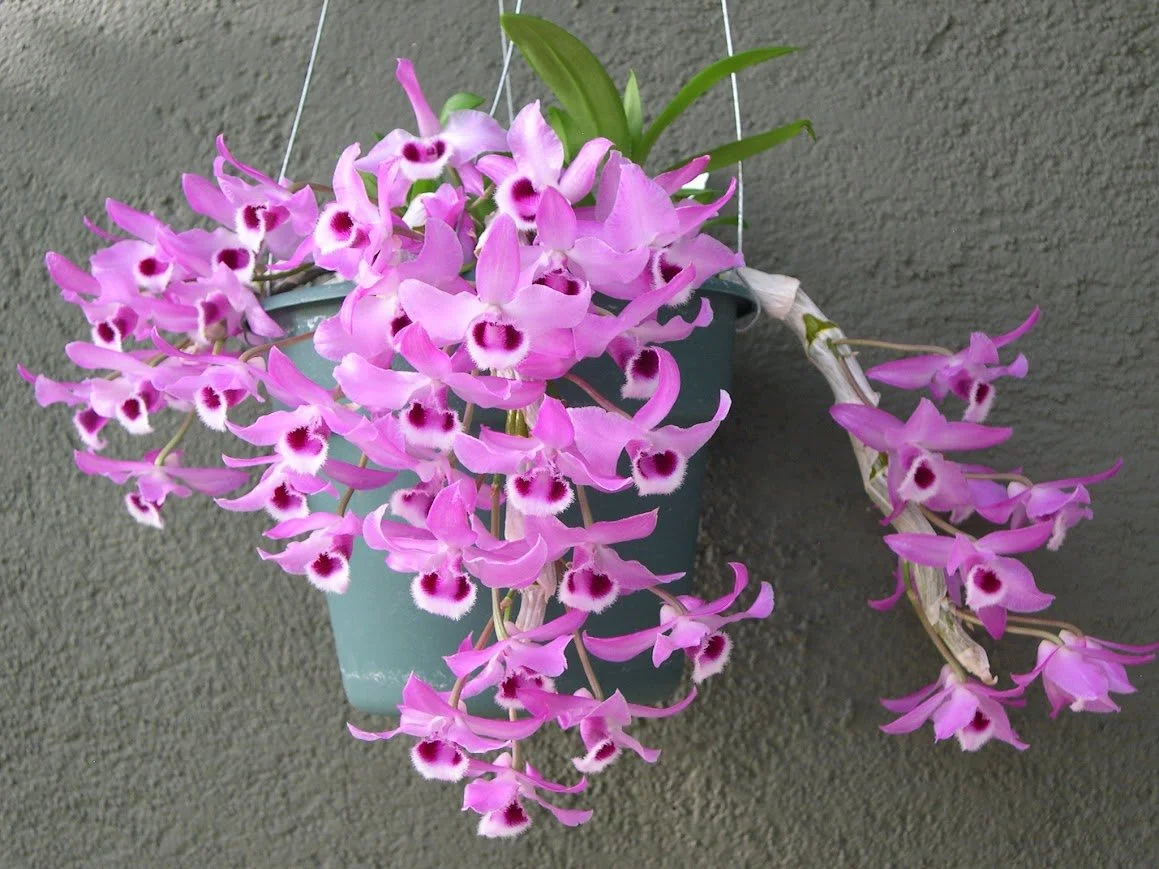 Denver Orchid Society Spring Show and Sale