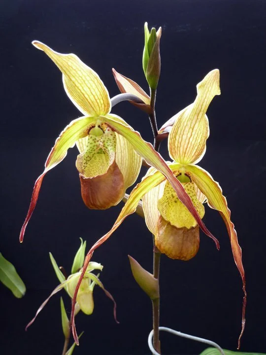 Denver Orchid Society Holiday Party and Business Meeting
