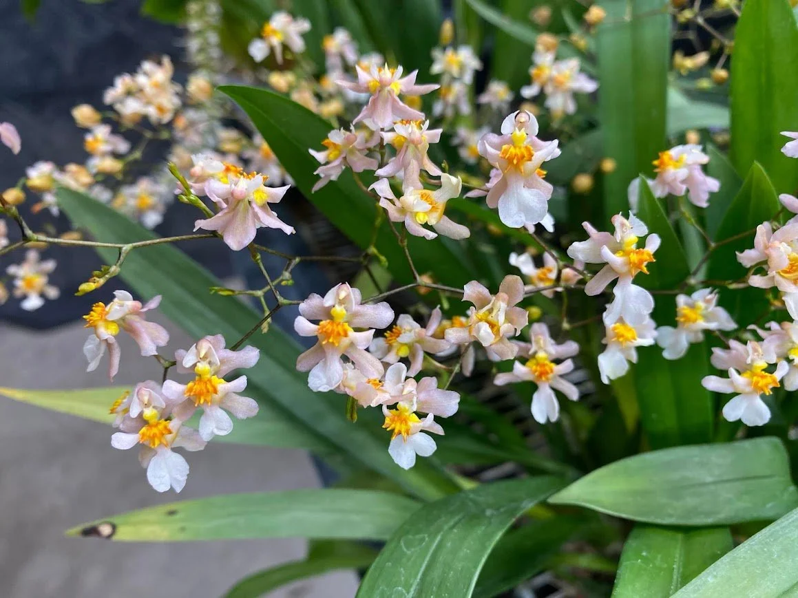 Denver Orchid Society Fall Show & Sale