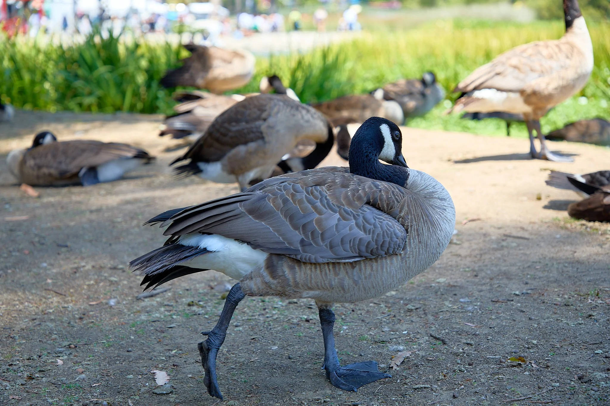 ©JUAN MENDOZA 2025-Lotus Festival Echo Park 20253693.jpg