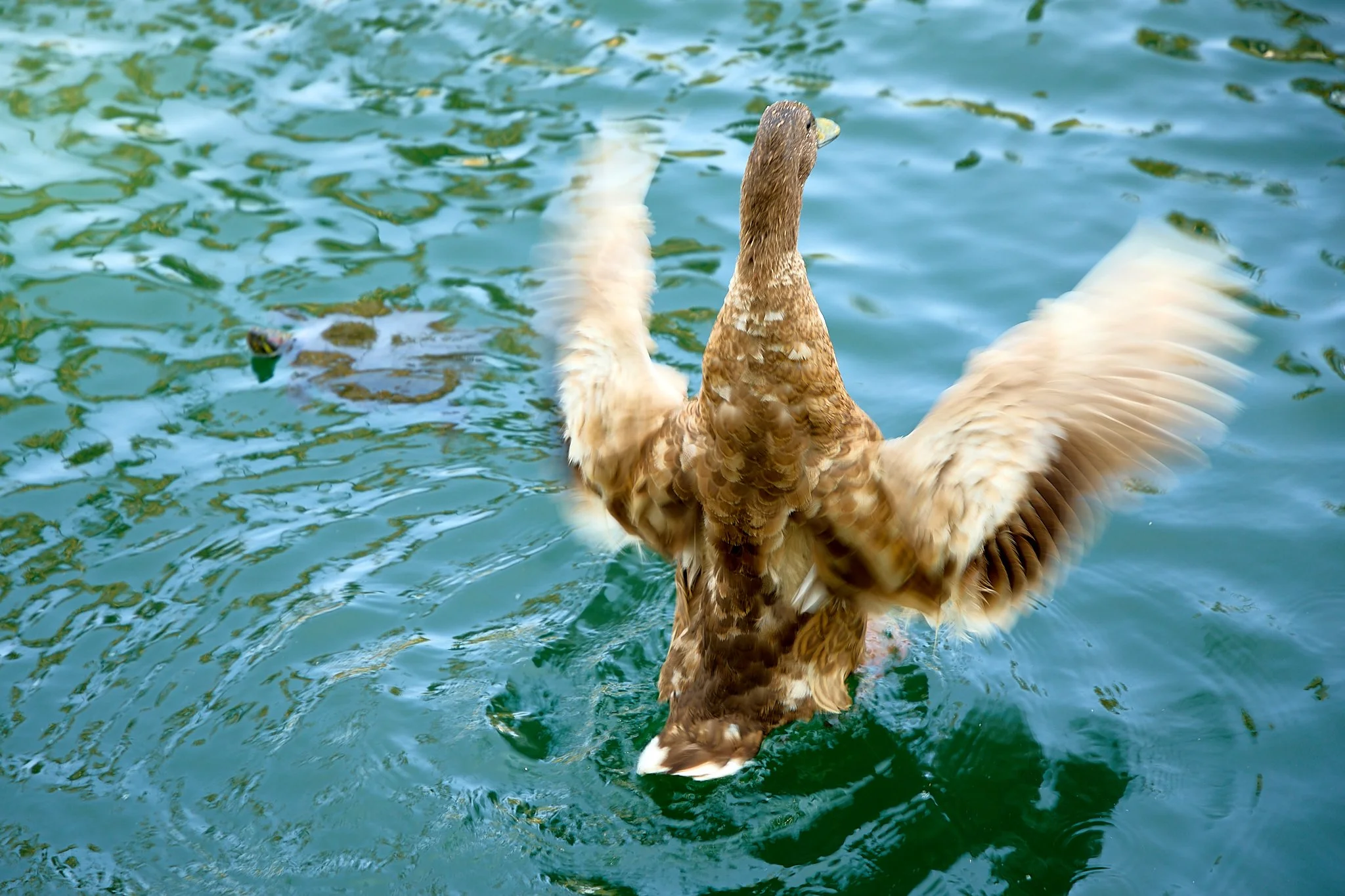 ©JUAN MENDOZA 2025-Lotus Festival Echo Park 20253694.jpg