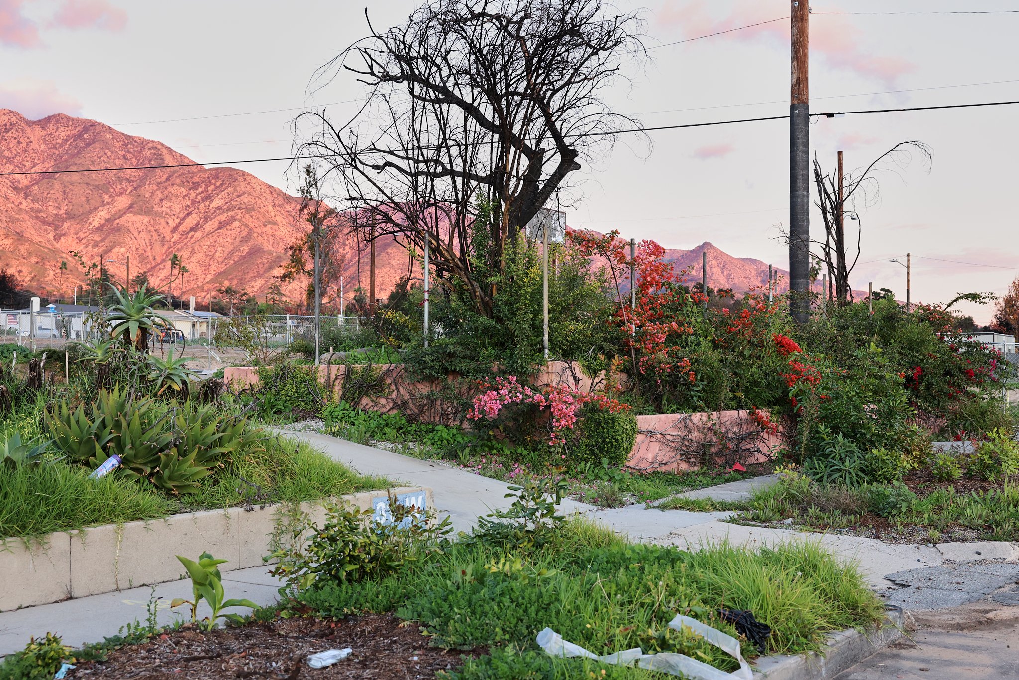 ©JUAN MENDOZA 2025-Candlelight Altadena3734.jpg