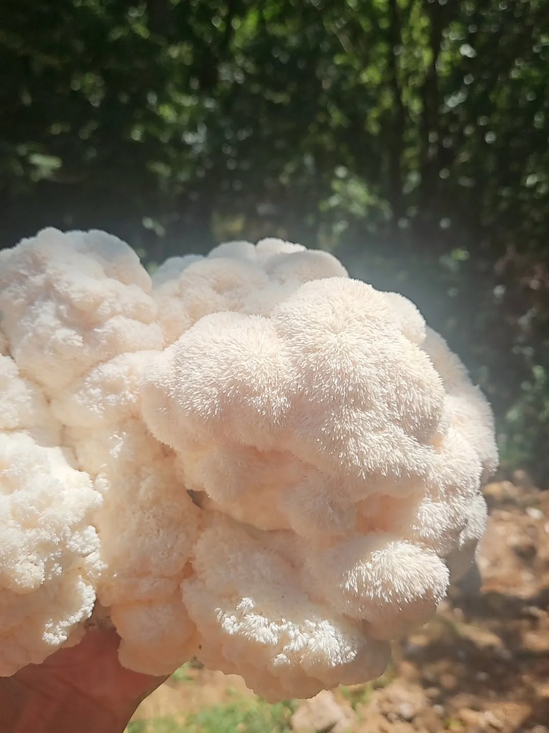 What Is Lion's Mane Mushroom? Uses, Nutrition &amp; How to Use It