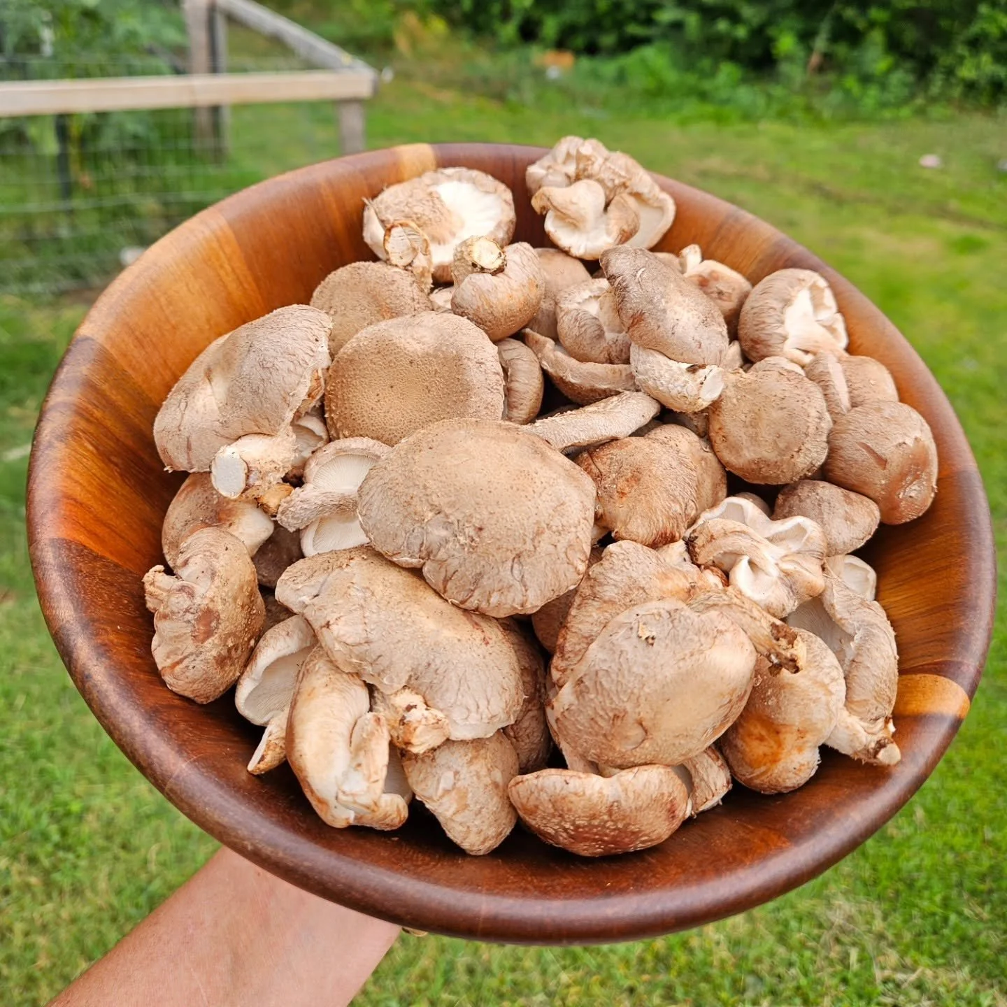 Shiitake Mushrooms: From Growing to Cooking