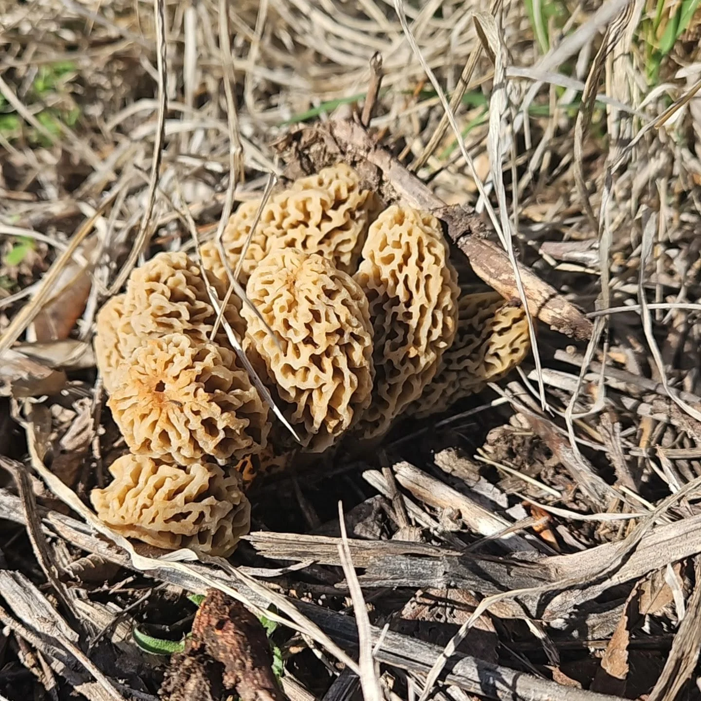 Morel Mushrooms: How to Find, Identify, Clean &amp; Cook Them