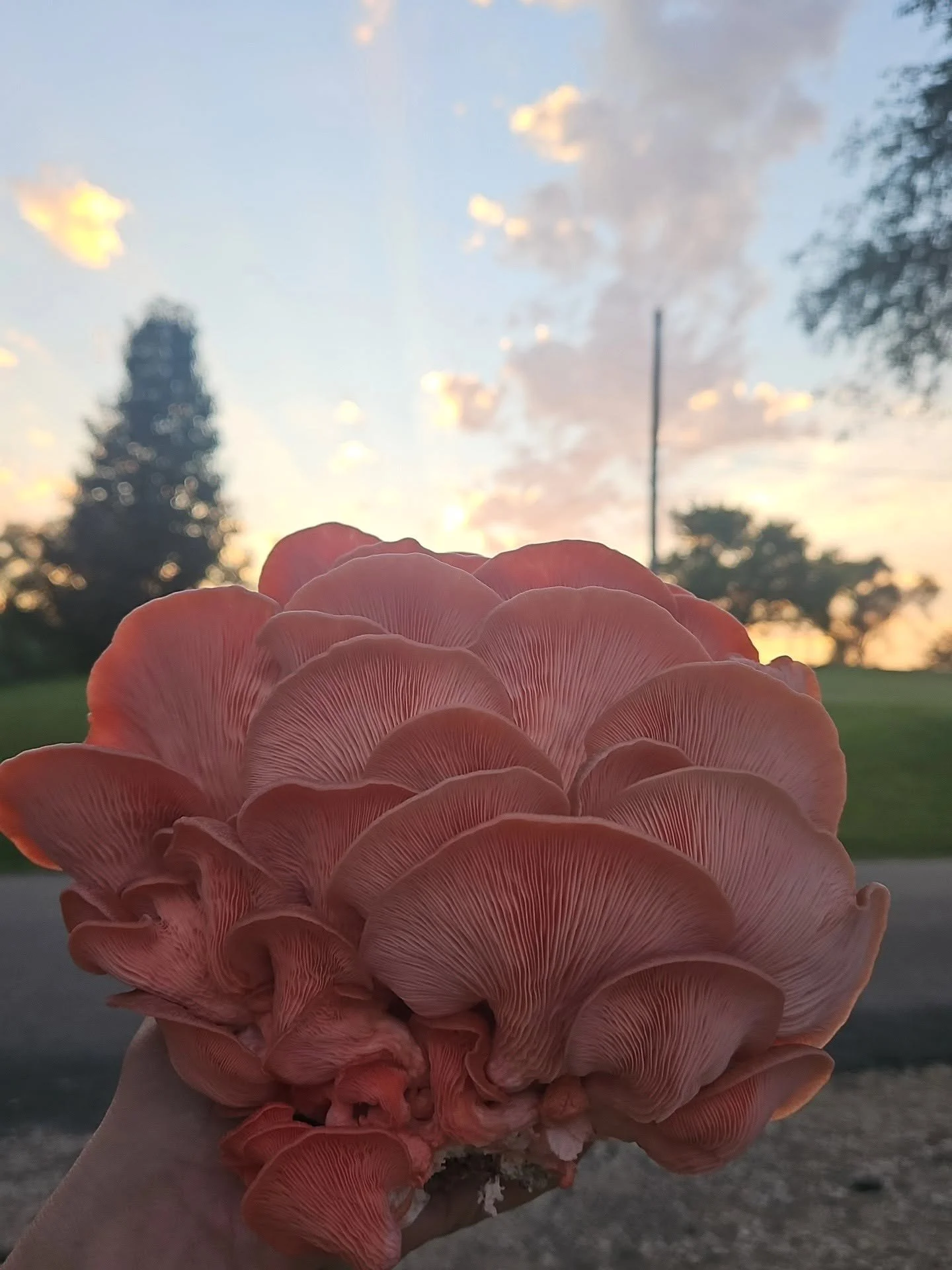 From Spawn to Sauté: The Story of Oyster Mushrooms