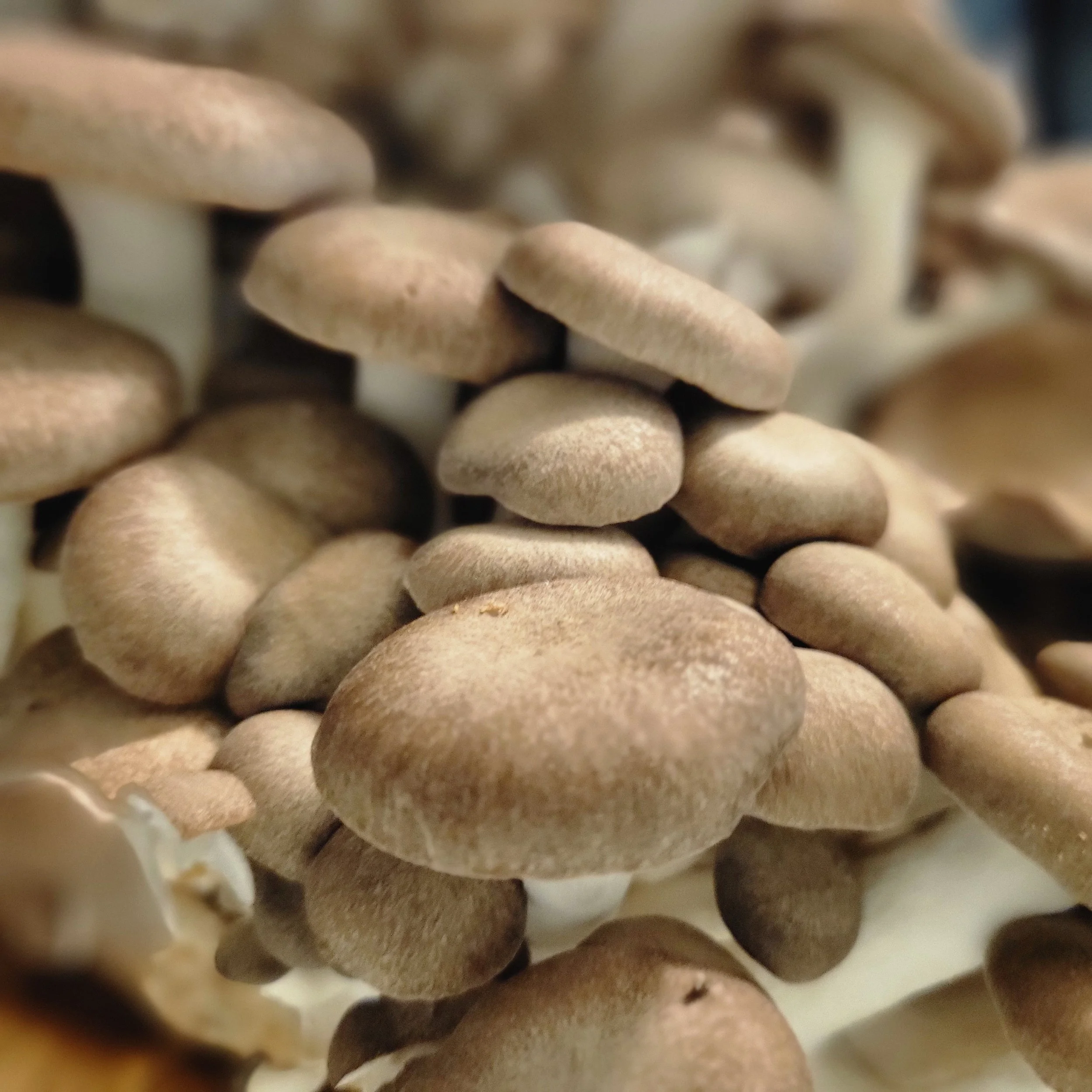 How We Grow Mushrooms at Shroom-Mates: From Spawn to Harvest