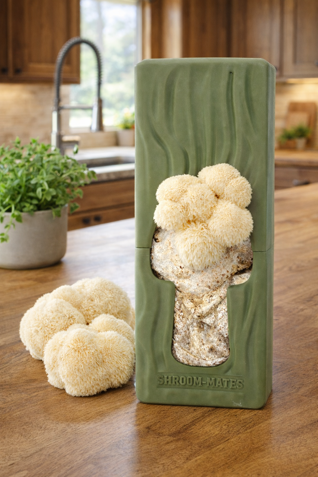 Lions Mane Mushroom DIY Grow your own at home kit on a kitchen counter
