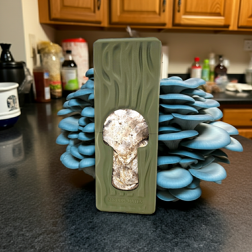 Colonized-Agar-Dish-for-Mushroom-Cultivation-edited_1 (1).png