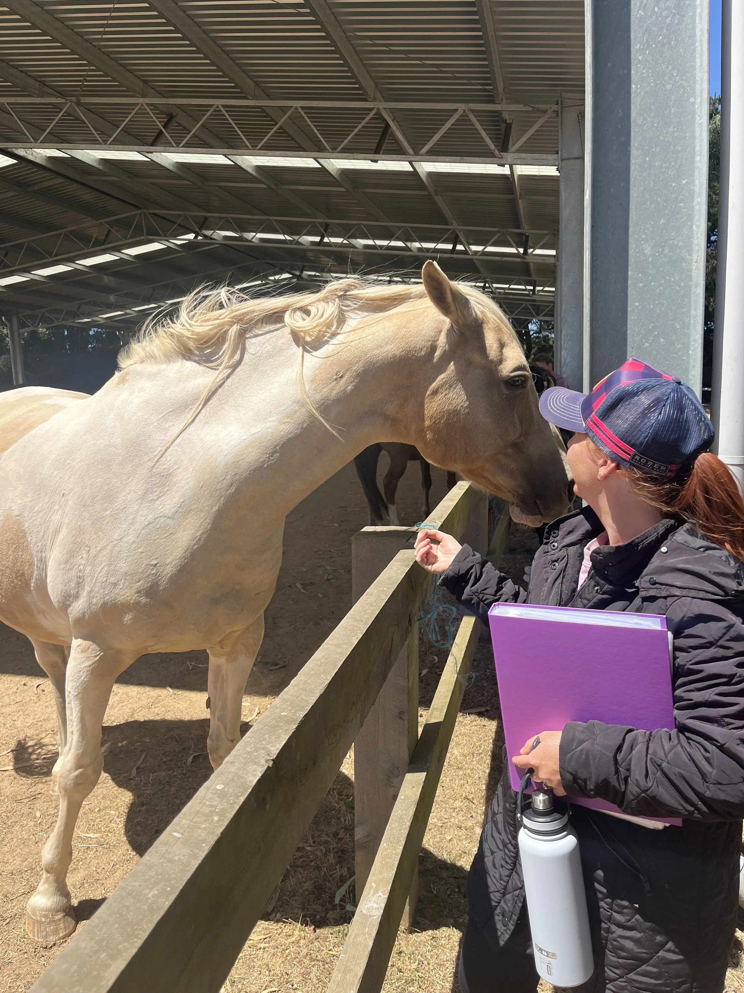 Equine therapy facilitation business mentoring