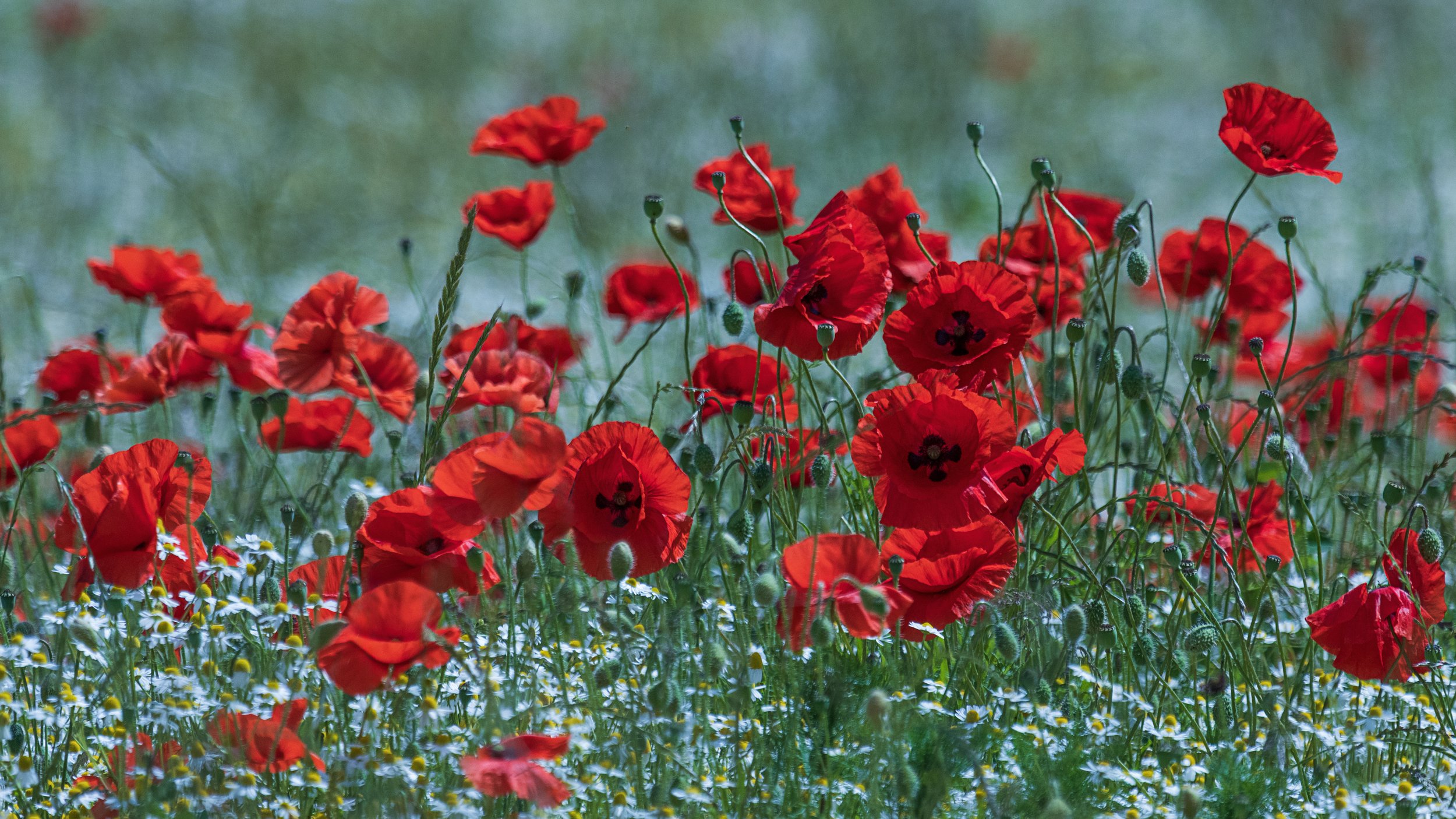 "Scawby Poppies #1"