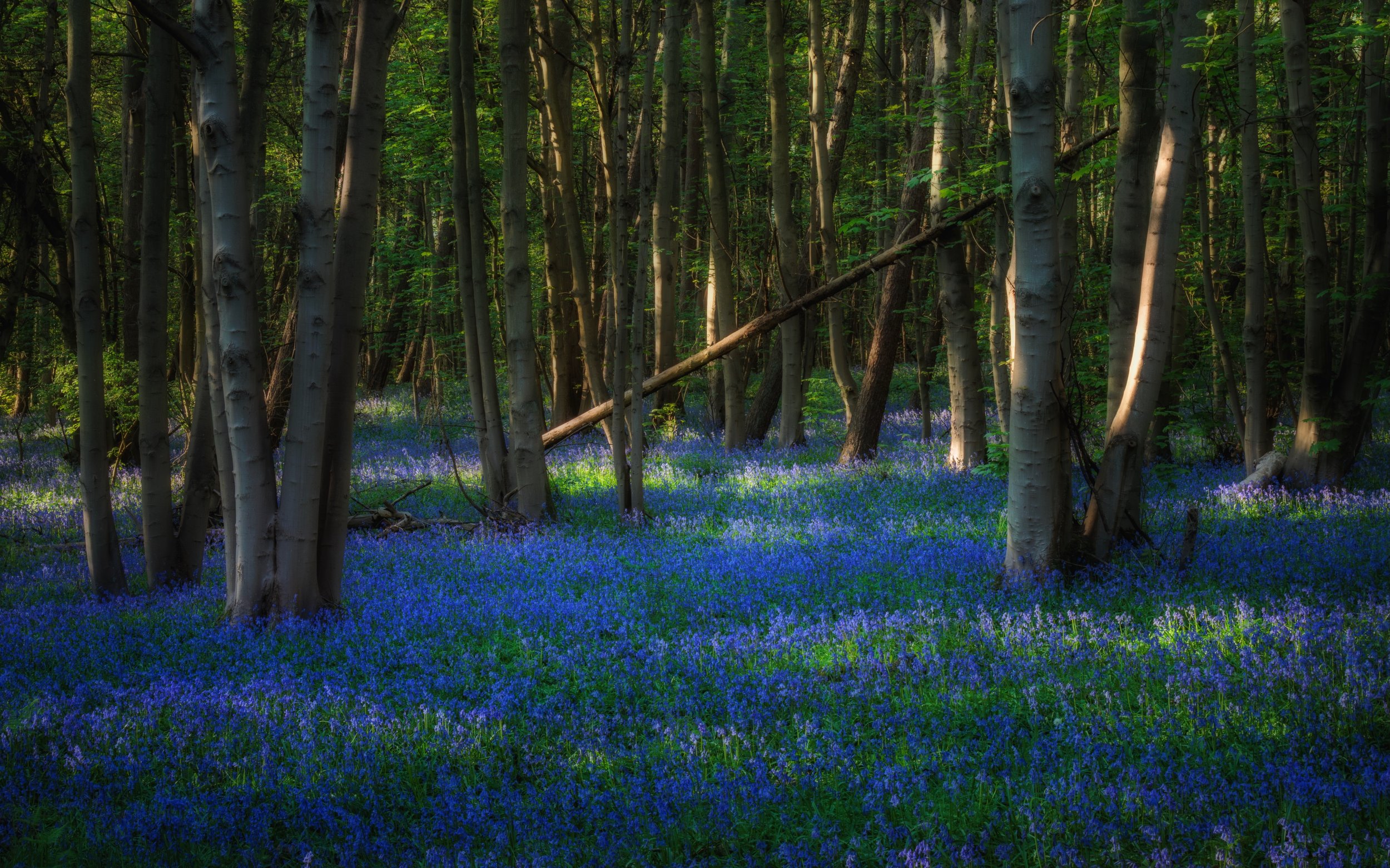 "Urban Woodland #9"