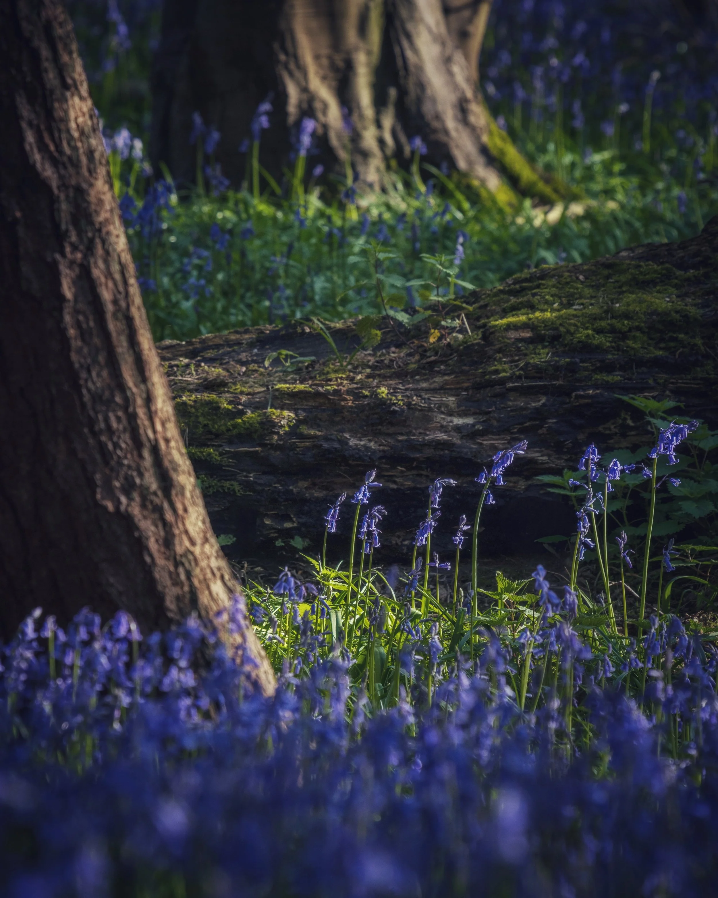 Urban Woodland #16